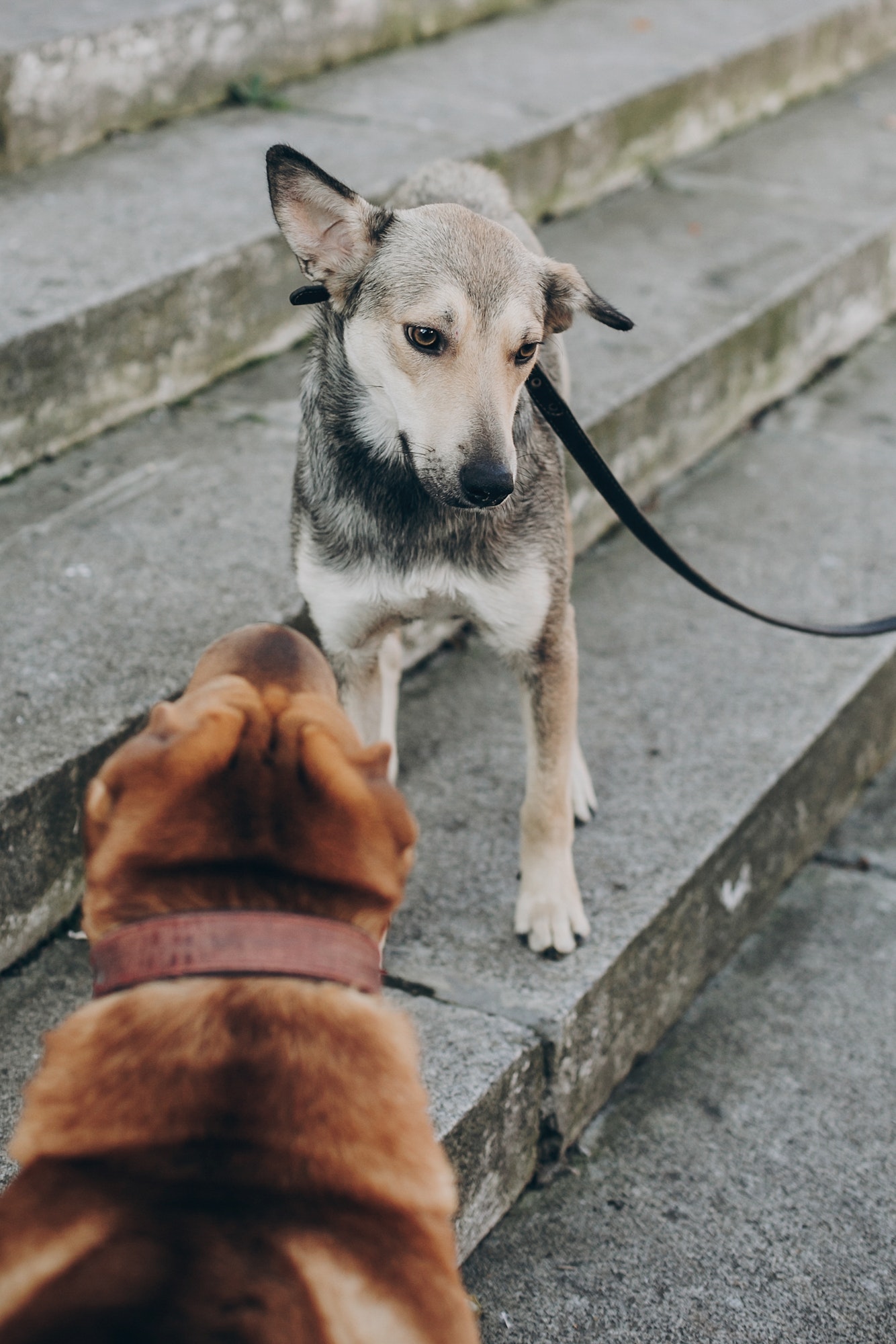 Hundetræning & Hvalpetræning Gentofte - Hundetræner Gentofte tilbyder fleksibel træning privat og i hold, læs mere om hundetræning Gentofte